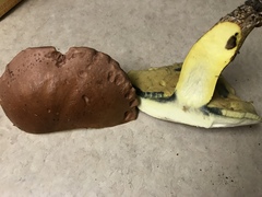 Lanmaoa