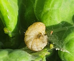 Evergestis forficalis