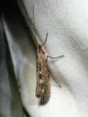 Glyphopsyche irrorata
