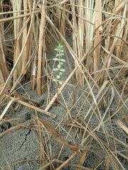 Pimelea villosa