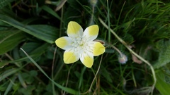 Platystemon californicus