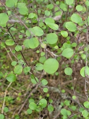 Helichrysum lanceolatum