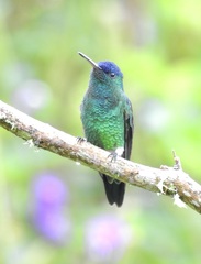 Saucerottia cyanifrons