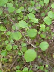 Helichrysum lanceolatum