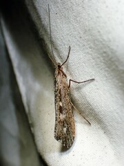 Glyphopsyche irrorata