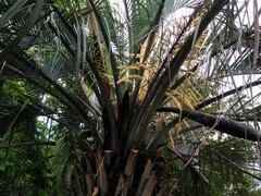 Butia