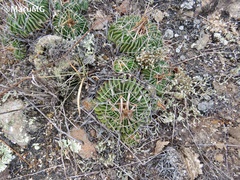 Echinofossulocactus