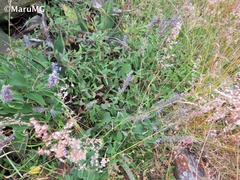 Salvia connivens