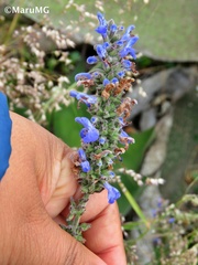 Salvia connivens
