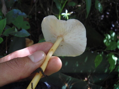Gymnopilus dryophilus