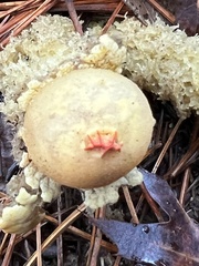 Calostoma
