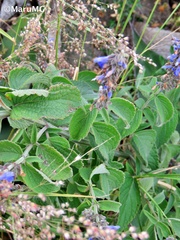 Salvia connivens