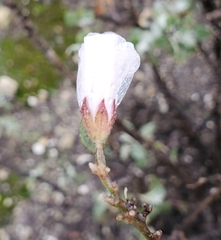 Malacothamnus gracilis