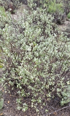 Malacothamnus gracilis