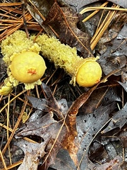 Calostoma