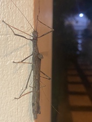 Trachythorax
