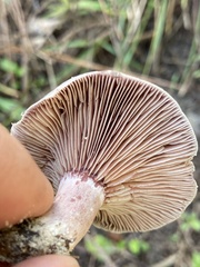 Lactarius paradoxus