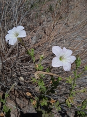 Petunia axillaris