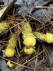 Calostoma