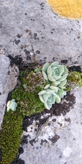 Echeveria