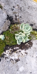 Echeveria