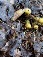 Calostoma