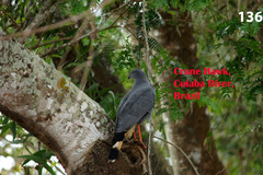 Geranospiza caerulescens