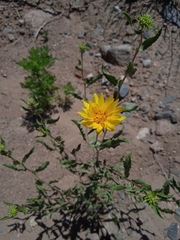Grindelia pulchella