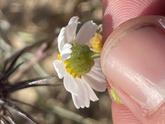 Amauria brandegeeana