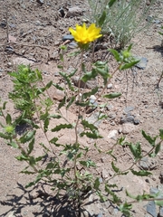 Grindelia pulchella