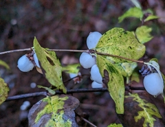 Symphoricarpos albus