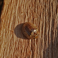 Paropsisterna m-fuscum