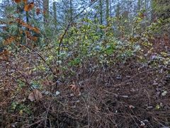 Symphoricarpos albus