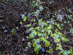 Symphoricarpos albus