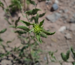 Grindelia pulchella