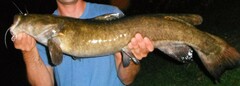 Pylodictis olivaris