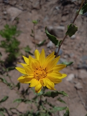 Grindelia pulchella