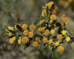 Acacia ixiophylla