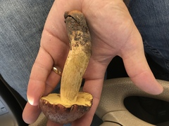 Lanmaoa