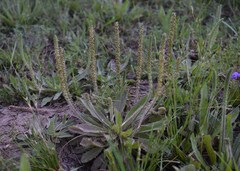 Plantago cunninghamii