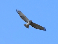 Circaetus beaudouini