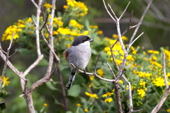 Lanius collaris collaris