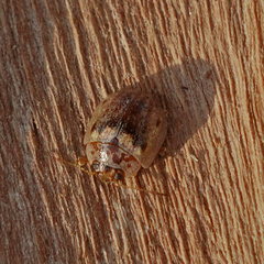 Paropsisterna m-fuscum