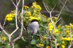 Lanius collaris collaris