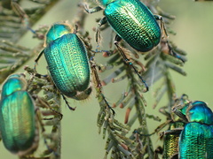 Diphucephala colaspidoides