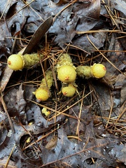 Calostoma