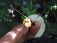 Gymnopilus dryophilus