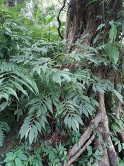 Elatostema lineolatum