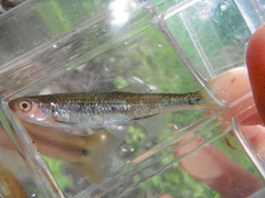 Notropis rubellus