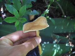Gymnopilus dryophilus